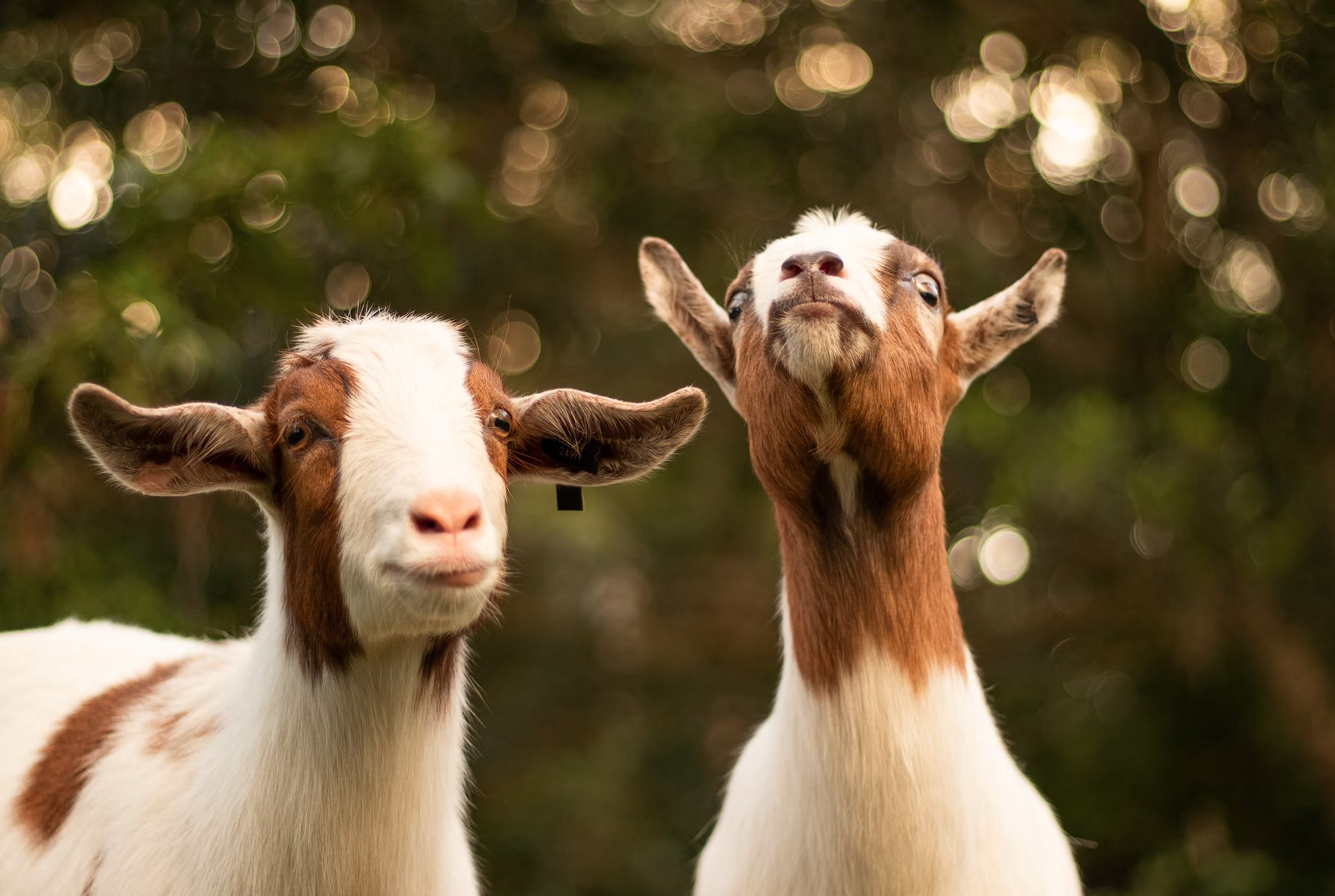 Gift a goat
